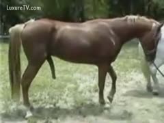 Horse cums